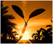 Sample this Pictorial Essay >>
